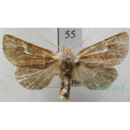 Phragmatiphila nexa (Hübner, 1808) Czech55